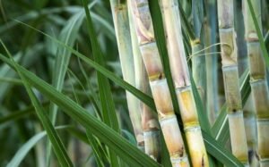 Sugarcane Survey 