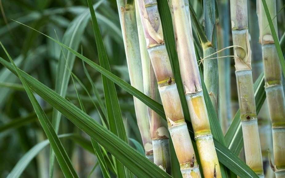 Sugarcane