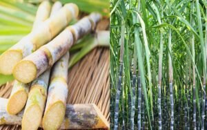 Sugarcane Price